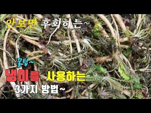 간단하고 맛있는 냉이요리 3가지~  냉이튀김, 냉이 겉절이, 냉이된장찌개, 3 kinds of  pickpurse recipe, korea food recipe