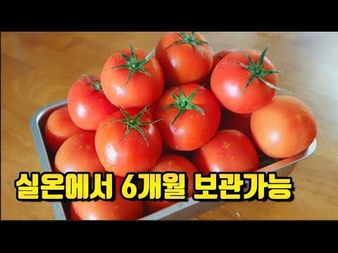 🍅지금 냉장고에 토마토가 있다면 꼭! 이렇게 드세요~ 의사들도 추천하는 토마토 건강하게 먹는 법👍암예방, 노화방지에 탁월