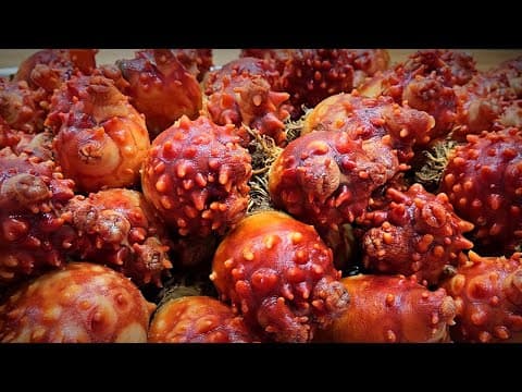 제철 멍게는 노화방지에 좋고 장수식품입니다